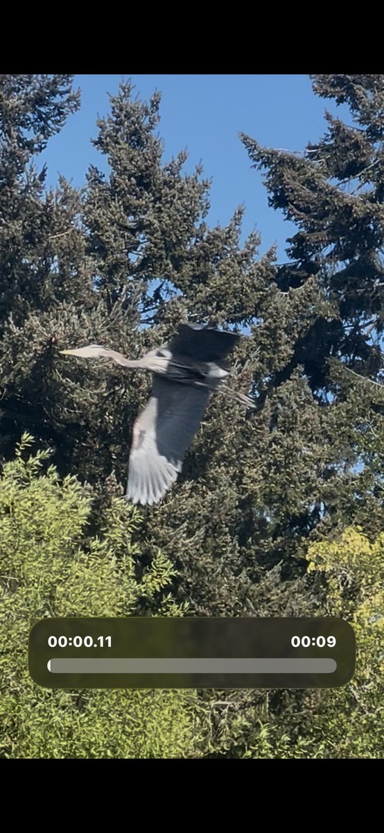 meshmeadow's tweet image. For a split second while trying to get a video of this heron in a tree… total accident shot. 

(So sad this was just on iPhone, but I did point out the birds to some folks with long lenses…) 

#birding