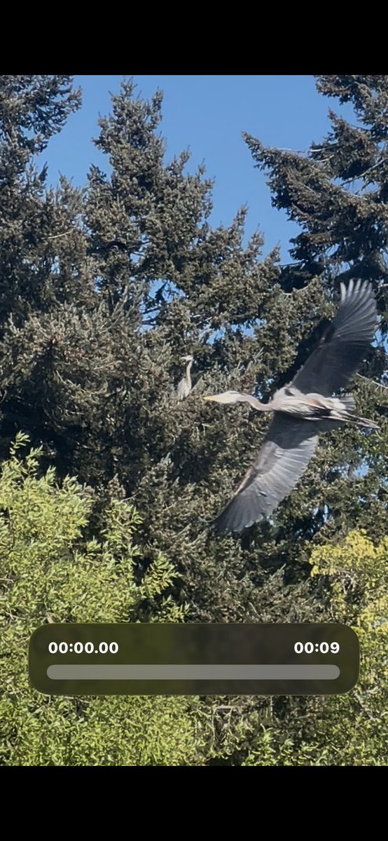 meshmeadow's tweet image. For a split second while trying to get a video of this heron in a tree… total accident shot. 

(So sad this was just on iPhone, but I did point out the birds to some folks with long lenses…) 

#birding