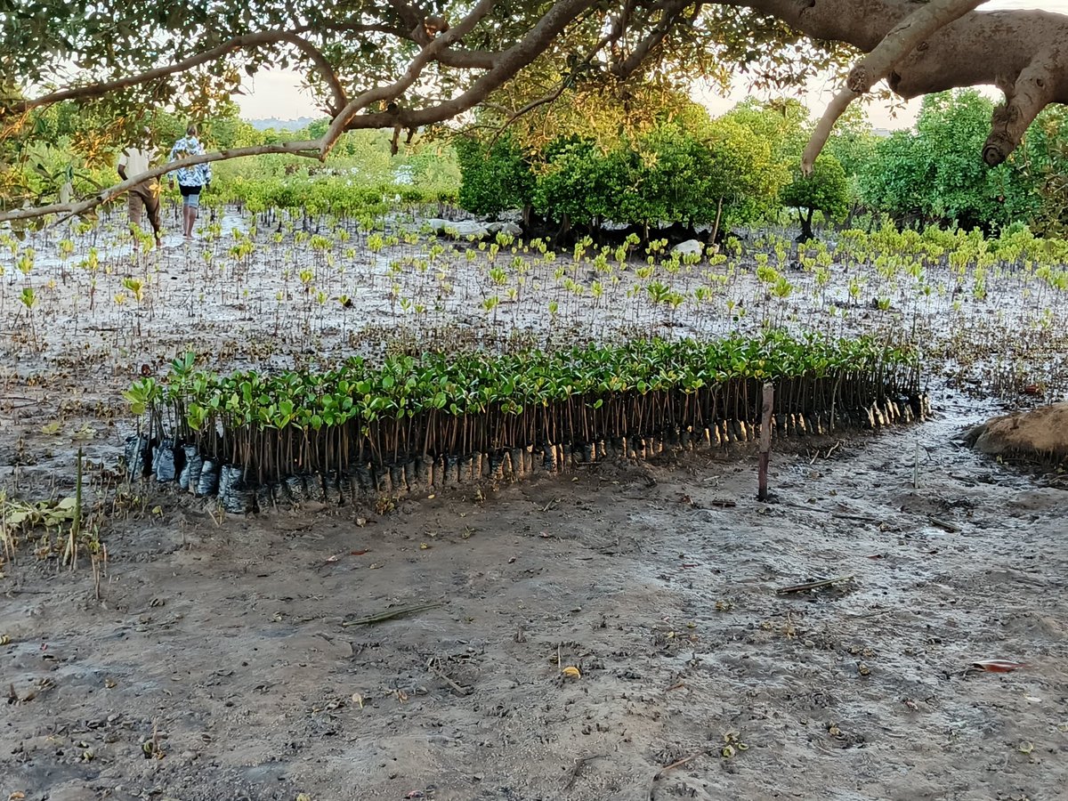 KeForestService's tweet photo. Addressing Mangrove Restoration Concerns at the MiraraniSite in Tudor
This brief responds to concerns raised about the ongoing mangrove restoration activity at the Mirarani site in Tudor, particularly regarding site suitability and species selection.
The Kenya Forest Service (KFS) has applied a stepwise, science-led restoration process. Technical experts conducted assessments of tidal hydrology, elevation, salinity gradients, and historical ecosystem conditions to determine site suitability. This approach aligns with global best practice, which holds that successful mangrove restoration depends on understanding ecological and hydrological conditions before planting. Consequently, species selection at Mirarani has been matched to specific microhabitats within the site, ensuring ecological compatibility and adherence to the principle of “right species, right site.”
KFS is implementing this activity in full alignment with the Mangrove Ecosystem Restoration Guidelines (2025) and the National Mangrove Ecosystem Management Plan (2017–2027), which prioritise ecosystem functionality, hydrological integrity, and longterm monitoring over shortterm planting targets. This approach is consistent with international guidance, which recognises that restoration success is achieved when ecological processes are restored and supported over time, rather than through planting alone.
Global case studies reinforce the validity of this approach while demonstrating that largescale planting efforts can complement restoration when guided by science. In Senegal, communityled initiatives have planted over 79 million mangrove trees across more than 350 villages, illustrating how scale can be achievedthrough coordinated, communitydriven efforts. In Pakistan, the Sindh Forest Department, together with partners, planted over 847 million mangroves between 2013 and 2021, contributing to one of the largest mangrove afforestation efforts in the world. These examples demonstrate that highvolume planting is not inherently problematic when embedded within structured, sciencebased restoration frameworks.
The Mirarani intervention forms part of a broader restoration strategy under the Adopt a Forest initiative, integrating stakeholder participation with strong technical oversight. KFS therefore maintains a clear focus on longterm ecological performance, including survival rates, ecosystem recovery, and resilience.
In summary, the Mirarani mangrove restoration activity reflects a policyaligned, scientifically grounded, and globally validated approach. By combining technical expertise, national policy frameworks, and lessons from international case studies, KFS ensures that restoration efforts remain credible, effective, and sustainable. At the same time, KFS leverages public participation to strengthen long‑term ecosystem stewardship.

References
• Diouf, D. (2019). Communitybased mangrove restoration in Senegal: The Oceanium experience. In: Mangrove Ecosystems of Africa – A Regional Review. UNEPWCMC / FAO. Alternative source: IUCN (2017). Mangrove restoration in Senegal – scaling up community action.
• Sindh Forest Department, Government of Sindh (2022). Mangrove afforestation in the Indus Delta: Achievements and lessons (2013–2021). Karachi: Sindh Forest Department.
Peerreviewed reference: Ahsan, M., & Khan, M. A. (2020). Mangrove restoration along the coast of Pakistan – a success story. Wetlands Ecology and Management, 28(5), 789–802.
• Kenya Forest Service (2025). Mangrove Ecosystem Restoration Guidelines. Nairobi: KFS.
• Ministry of Environment and Natural Resources (2017). National Mangrove Ecosystem Management Plan 2017–2027. Nairobi: Government of Kenya.
• Wetlands International & IUCN (2020). Guidelines for mangrove restoration – learning from best practice. Wageningen: Wetlands International.