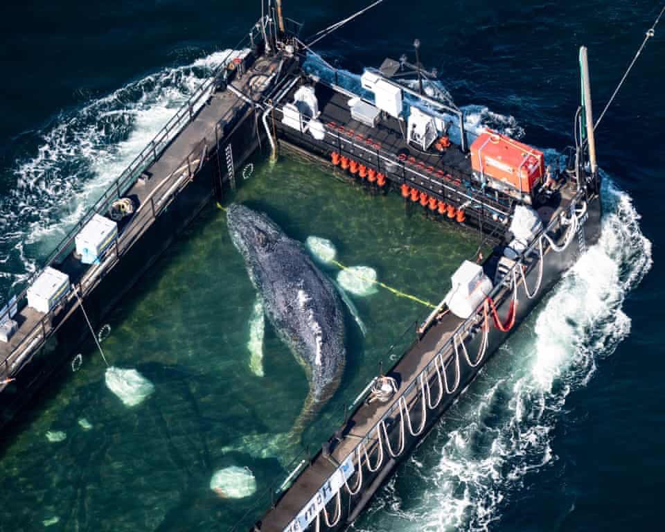 MindVoyager tweet media