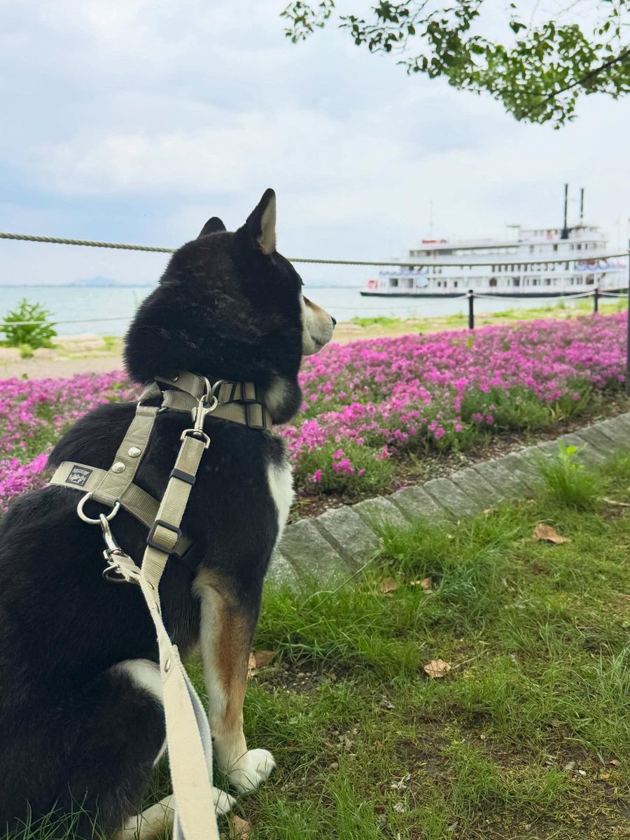 biwako_hinode's tweet photo. お船を見送ってるみたい🤭
#黒柴
#琵琶湖
#ミシガン https://t.co/U1CivuSK9M
