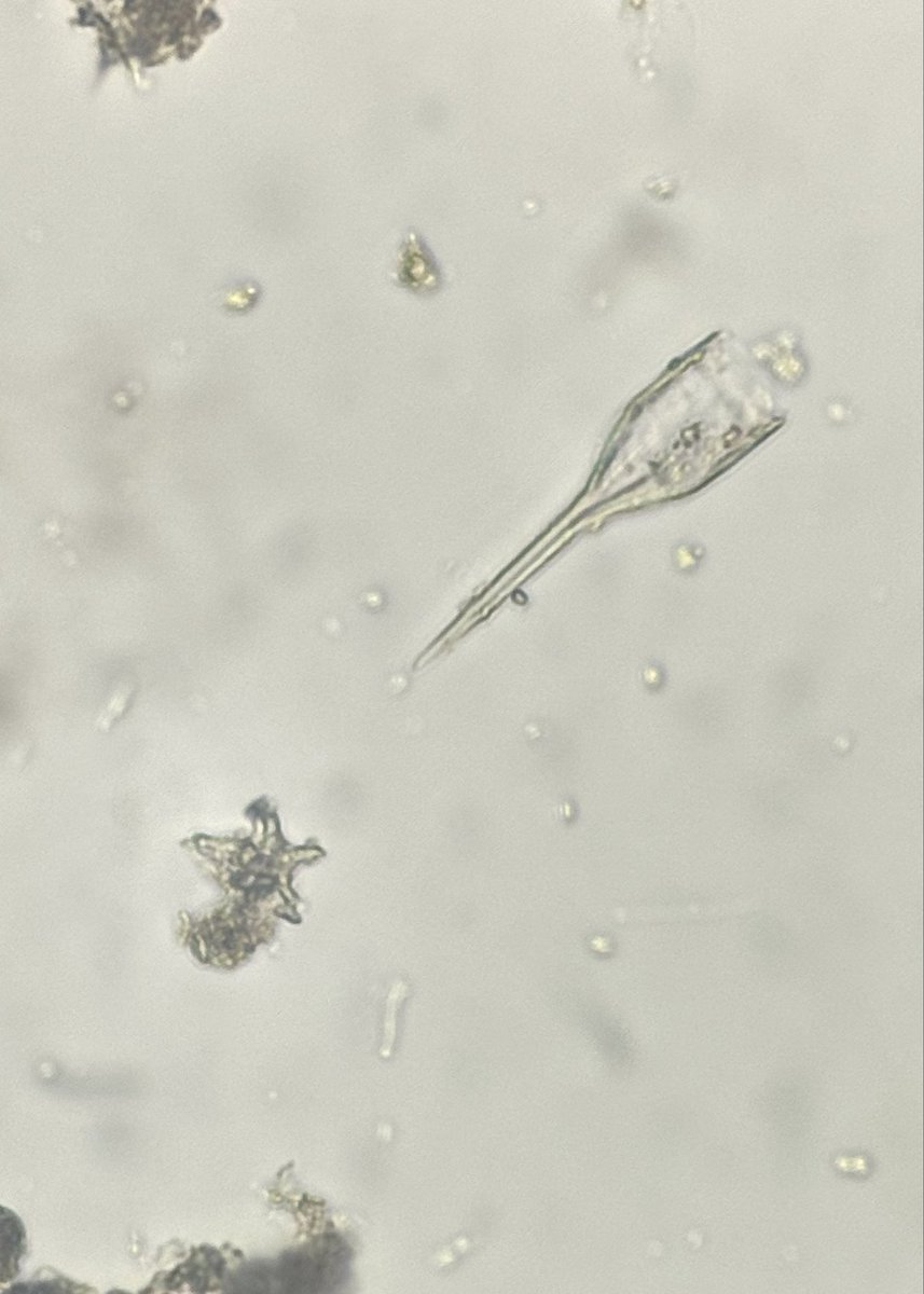 Radiolaria_chan's tweet photo. 4月30日は✨ #放散虫の日 ✨
・1枚目は放散虫の分裂途中なのか奇形なのか？二つの個体が繋がっているのが面白い❗️
・2枚目はすっごく綺麗なザ⭐️放散虫と「ひよこ」みたいな珪藻❓
・3枚目はみんなでなんだろう❓❓❓って言っていた子 https://t.co/tmfBWnpV1y