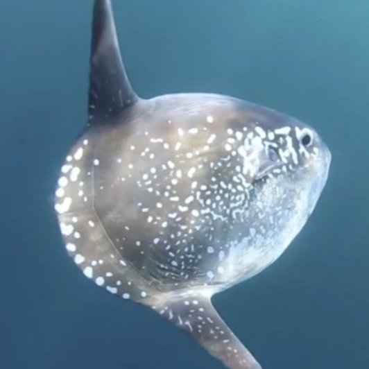 leo aka joonghyuksexual tweet media