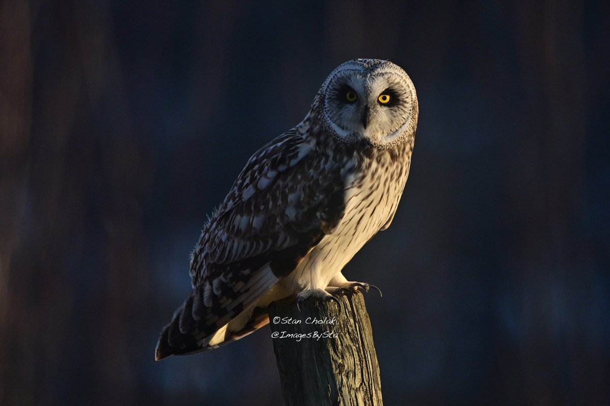 ImagesByStan's tweet image. Short eared owl at dusk. #birding #nikonphotography
