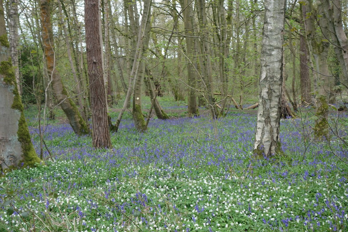 asquith's tweet image. Church Lawton, #cheshire #england