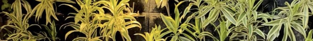 Chika Sastrilli Real tweet media