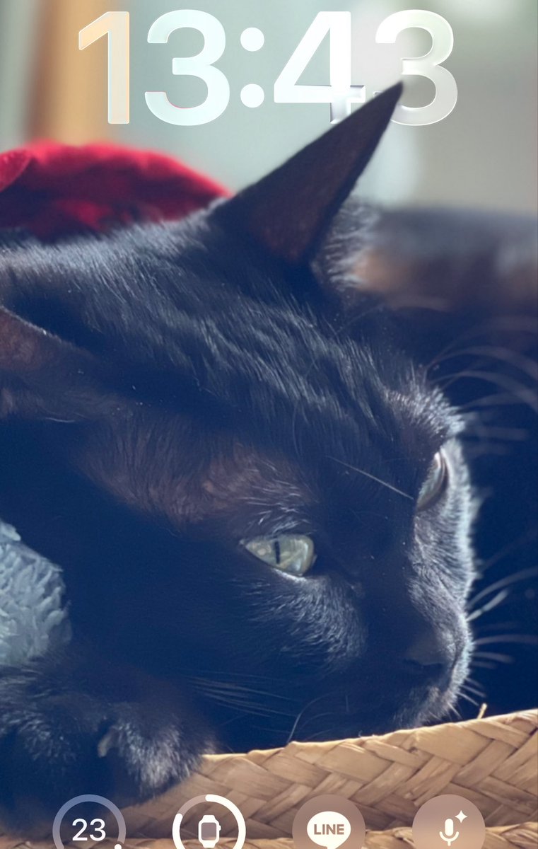 Pengeason's tweet photo. #blackcats
#貓
#고양이
#ねこ
#猫の日常 https://t.co/3UD5dGR5M1