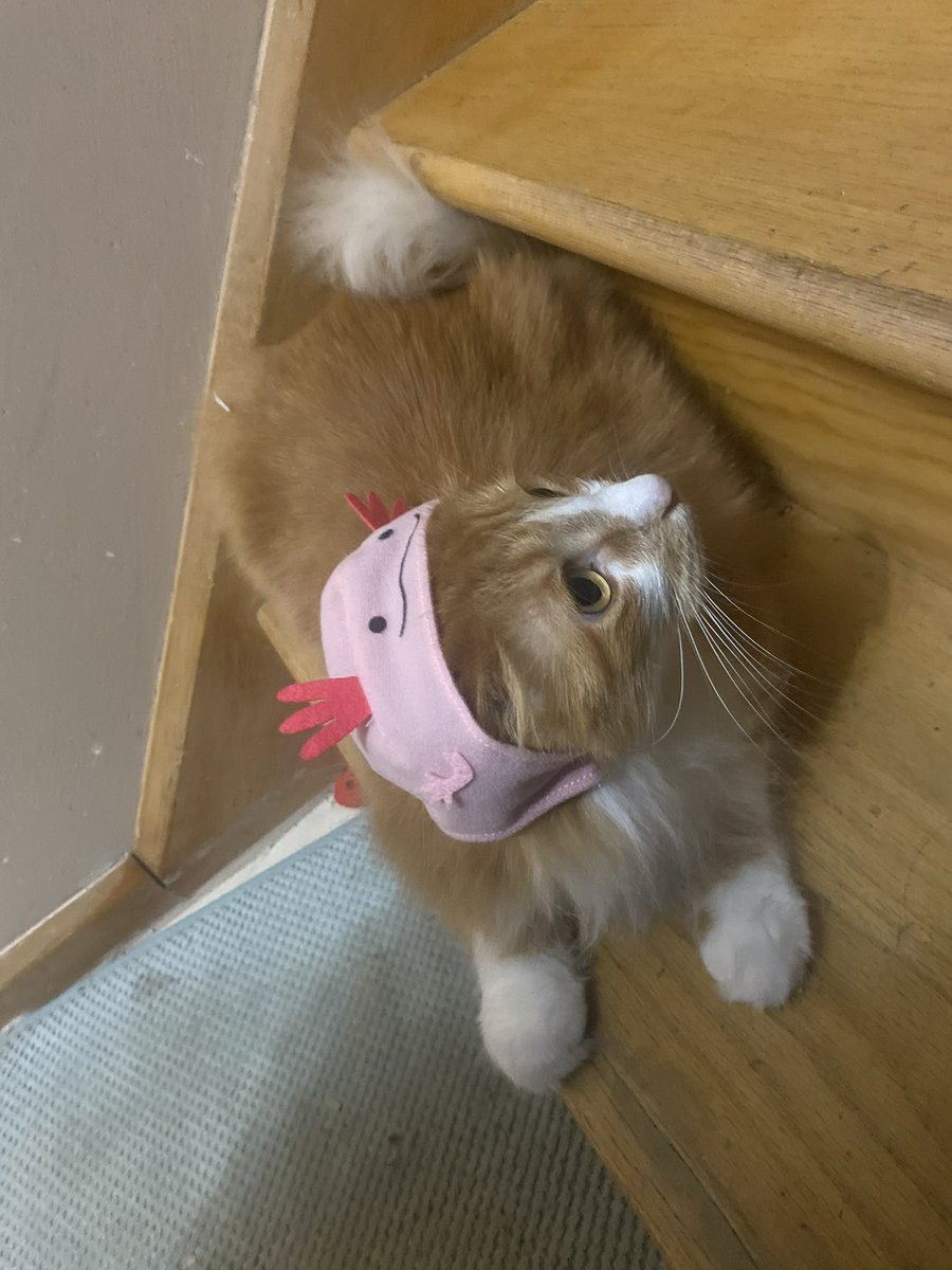 『𝙎𝙮𝙢𝙗𝙤𝙡𝙞 𝙆𝙧𝙞𝙨 𝙎』𝓐𝓷𝓭 𝓒𝓸. tweet media