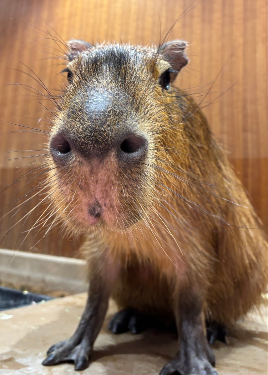 Moff_tougou's tweet photo. 愛知東郷店でも、大切に飼育してまいります🍀

ポプラは到着してすぐからスタッフの手から餌を食べ、落ち着いた様子で展示場を見回っておりました👏

どうぶつとみんなのいえから距離は遠いですが、ぜひ機会がありましたら愛知東郷店にも遊びに来られてみてください☺️ https://t.co/SiKsgC4baR