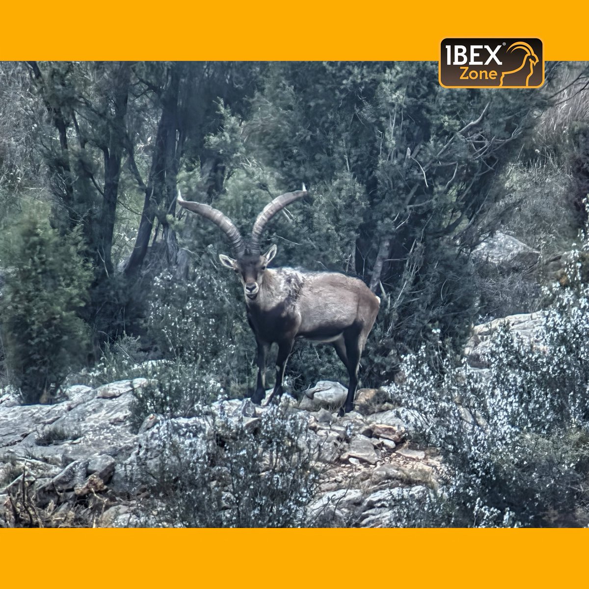 groupibexzone's tweet photo. Spanish ibex 2026, April

#ibexzone
#groupibexzone 
#ibexhunting https://t.co/Ncs3owTeMt