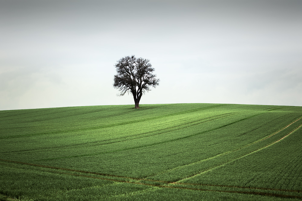 artlimitednet's tweet image. New Green by Gundula Walz artlimited.net/19871
@canonusaimaging #rural #canon #viewpoint #photography #countryside #landscape #grain #photographyislife #fineart #photographyaddict #agriculture #contemplation #silence #field #solitair #nature #tree #green…