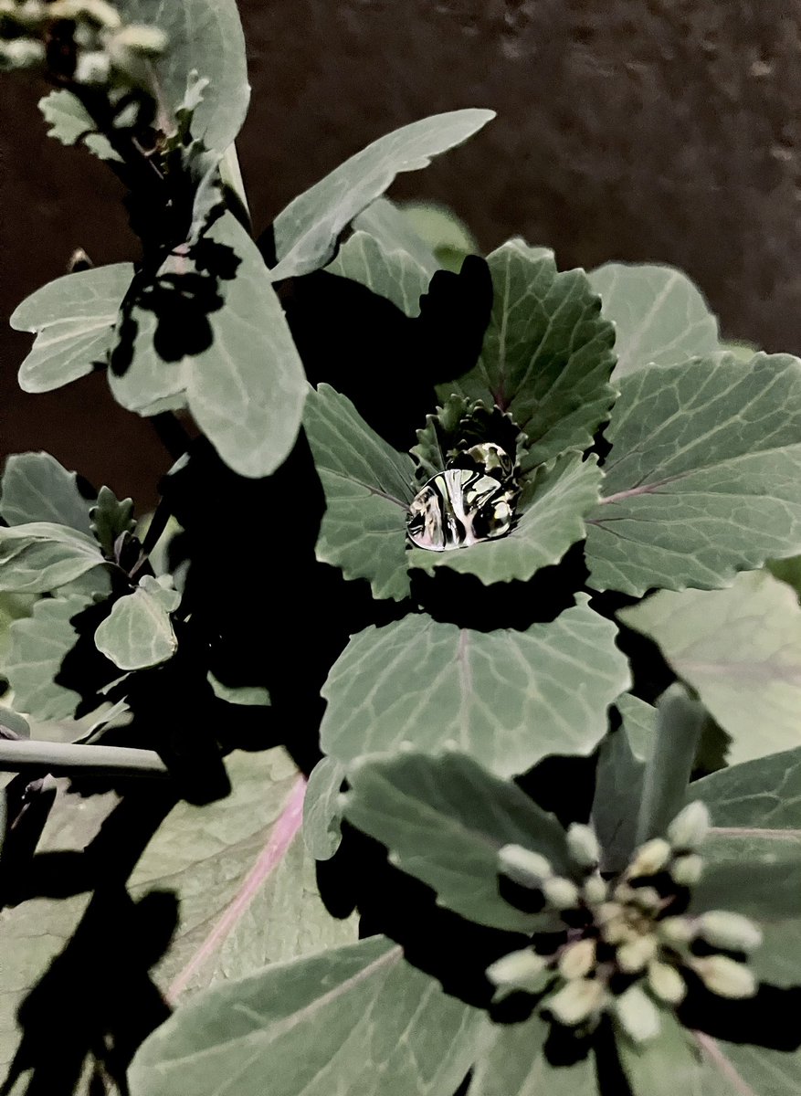 gatu159's tweet photo. 最近の植物 https://t.co/RnE7RfLvL2