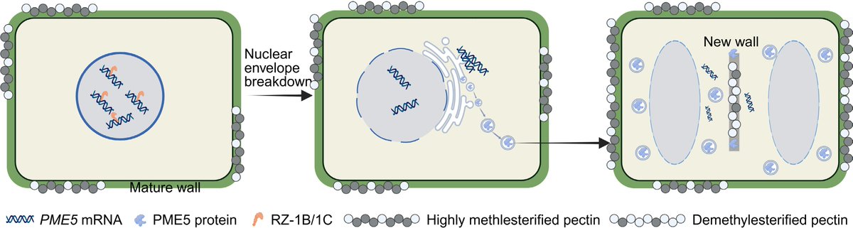 MaximumAcademic's tweet photo. #SeedBio
Nuclear sequestration of PME5 mRNA controls pectin remodeling and stem cell homeostasis in plant meristems
@PlantSciRes #PlantDevelopment #CellWall
Details: https://t.co/IpXLyfWgqx https://t.co/MS7gwbpOeJ
