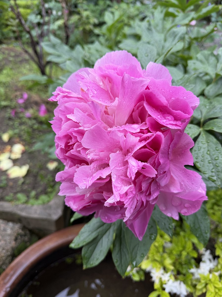 Yappee2000's tweet photo. 石光寺の牡丹。これから開花する遅咲きもまだまだあります。今日は長谷寺→當麻寺→石光寺と牡丹をハシゴしましたが、石光寺が一番でした。特に長谷寺は5月11日までの牡丹まつりを掲げていますが、ほぼほぼ鉢植えの牡丹だけの状況でした。 https://t.co/jmMinLtjib