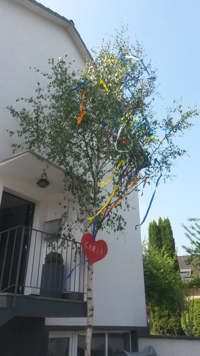 Ketogenic_EU's tweet photo. In Western Germany there's this weird tradition that young men harvest and decorate trees tonight to put them in front of the entrance of the girl/woman they like. 
10m high, carried by hand with buddies and also cut down without power tools https://t.co/1NEDT0QjeR