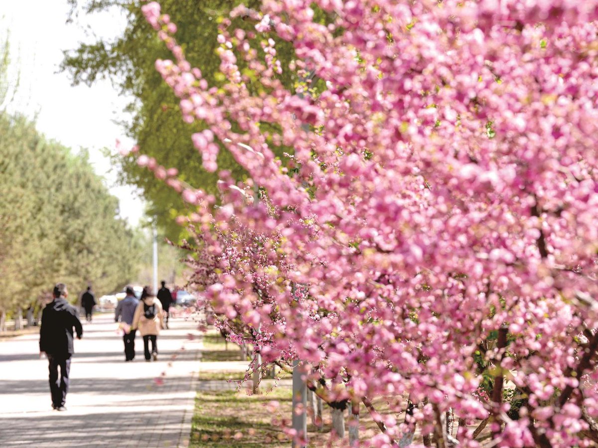 baotoucity's tweet photo. Flowers are blooming in Baotou’s parks and streets, allowing citizens to enjoy spring outings, admire blossoms, and take photos. https://t.co/56WYUUIcAv