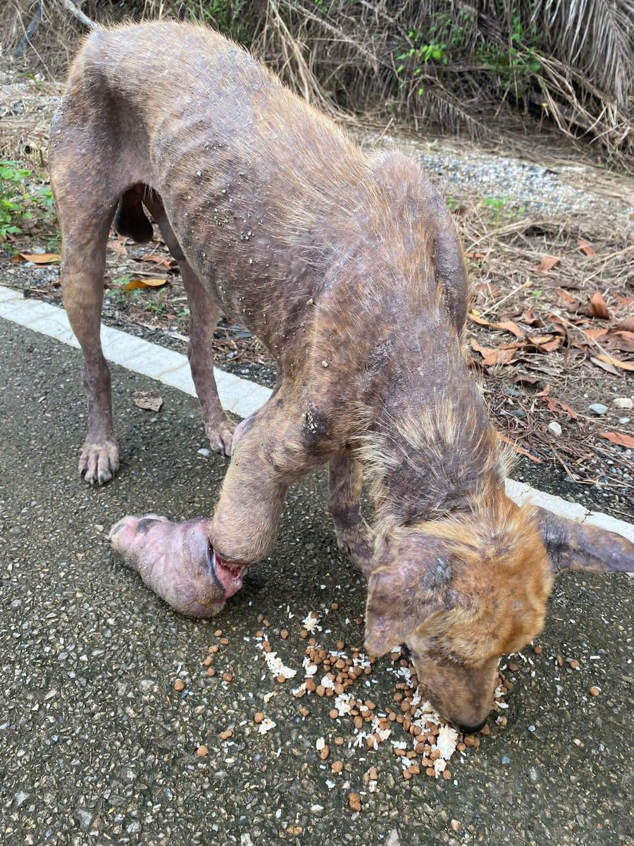 พี่ฉลามสามนาที 🪬 tweet media