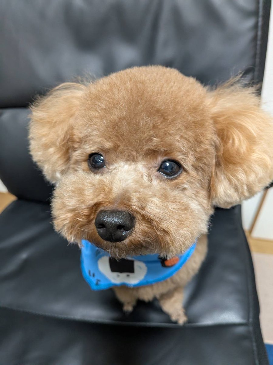 hiroinuneko's tweet image. 本日のワンショット🐶
🐾🍙おにぎりバンダナ🍙🐾

トリミング後のふわふわ感が最高🐶✨

すっきり可愛くなった姿に癒しが止まらない💙

可愛い💖

フィラリア抗原検査は陰性でした😆
今月から予防開始です💊

でちゅ～～～🐶💕💕💕
#愛犬
#トイプー
#犬のいる暮らし
#トリミング