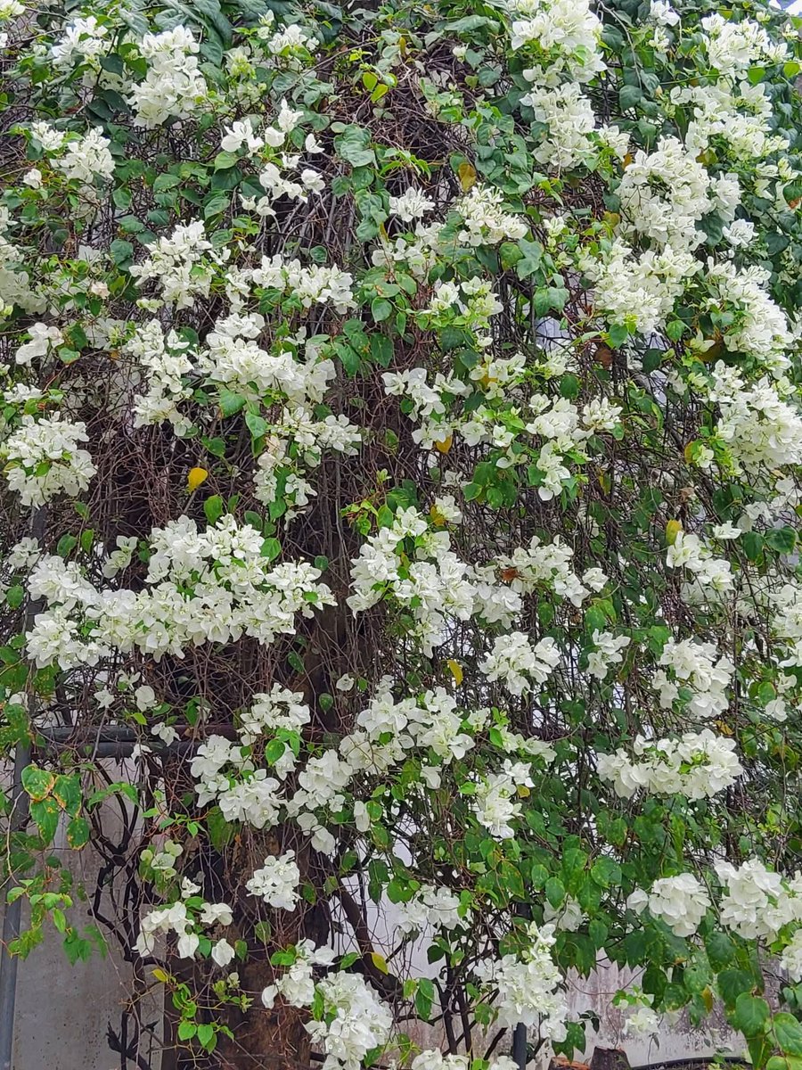 hael_mt's tweet image. White bougainvillea #leaves