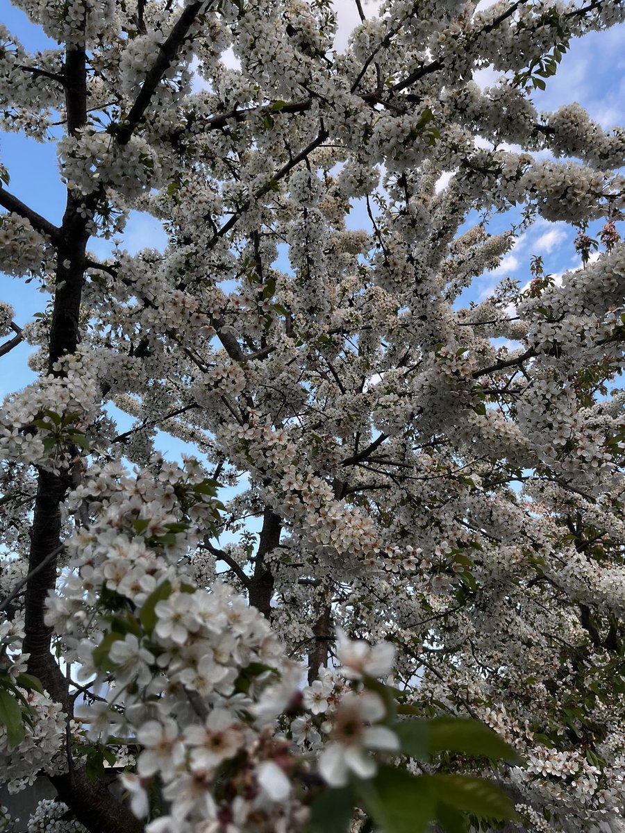 OlennaBatir's tweet photo. The spring I love 💕 https://t.co/YXWqUn17GB