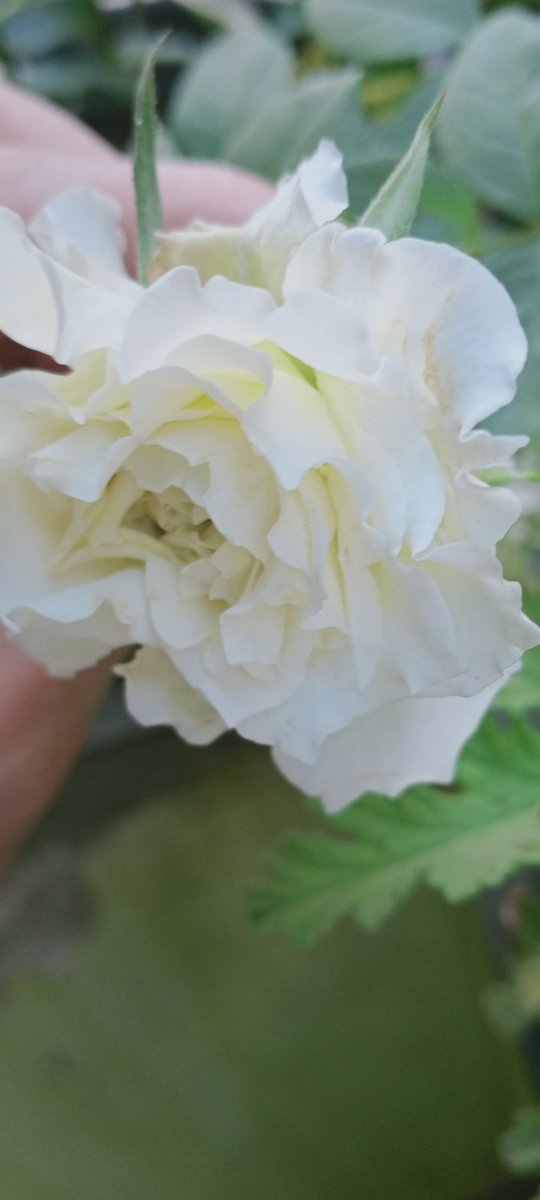 hamadaamer tweet media