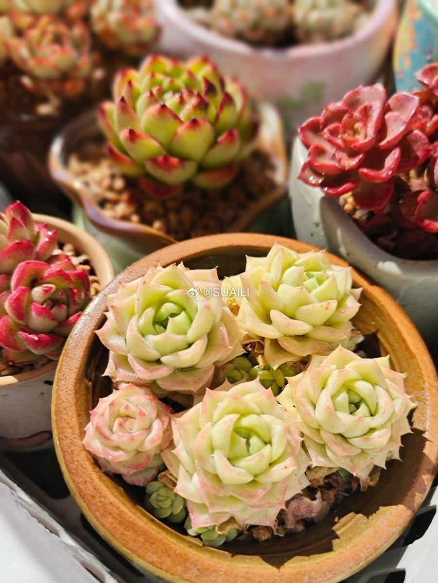 harish_jaggi's tweet photo. "Turn old wine bottles into chic plant holders! Clean, paint, add soil u0026 succulents—zero waste, 100% charm  #UpcycleHacks #EcoLiving" https://t.co/oq2oUbFOWX