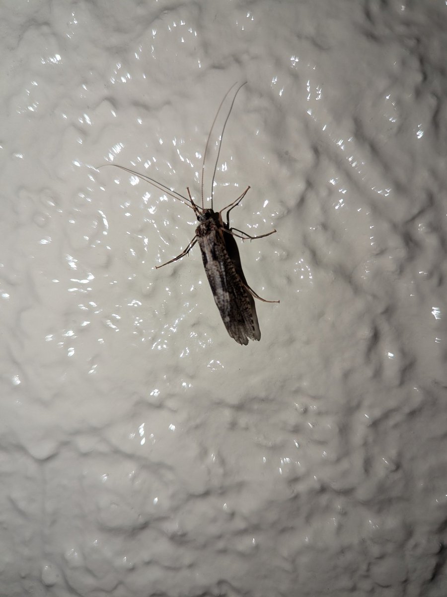 insectech 昆虫採集と標本用品の専門店 よねざわ昆虫館 虫フェスⅥ 7/5（日） tweet media