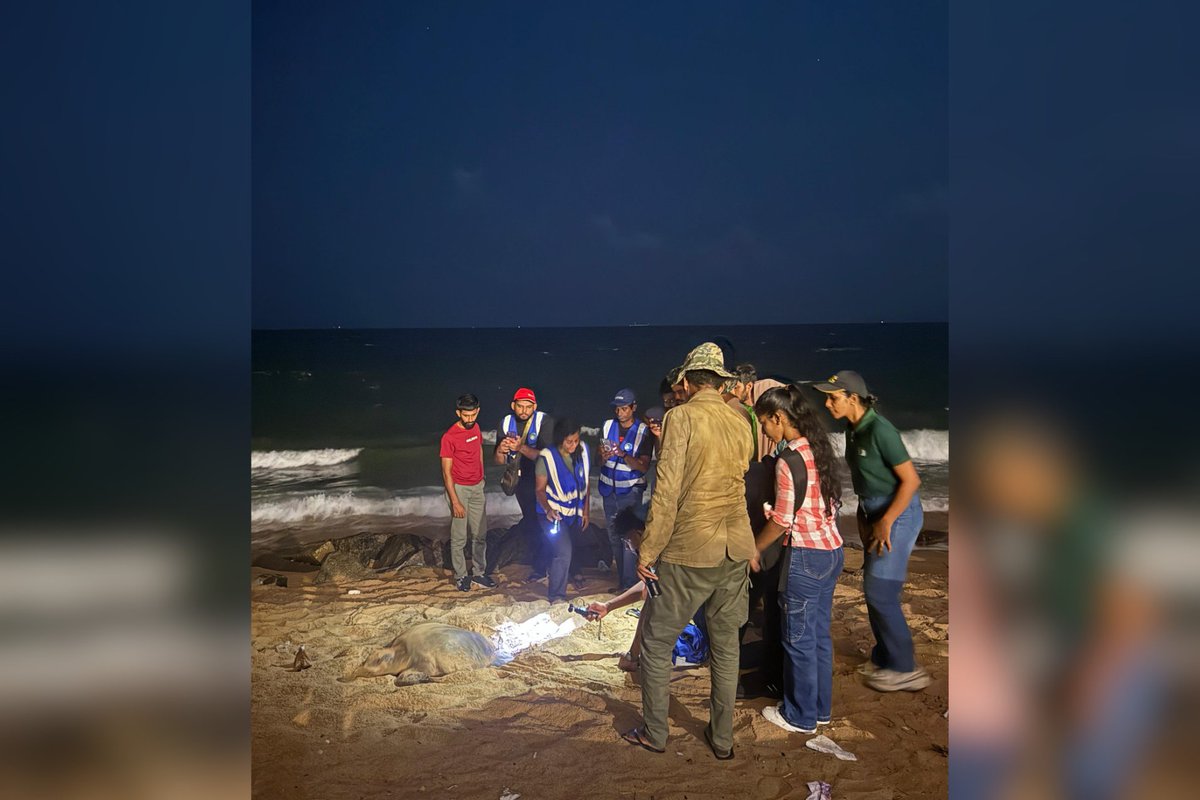 dimosrilanka's tweet photo. Turtle patrolling at Wellawatta Beach!
The DIMO Nature Club marked the end of the nesting season with hatchling releases and a rare Olive Ridley sighting, reinforcing the importance of protecting marine life and responsible waste management.
#DIMO #DIMONatureClub #DIMOTribe #TurtleConservation #ProtectOurPlanet