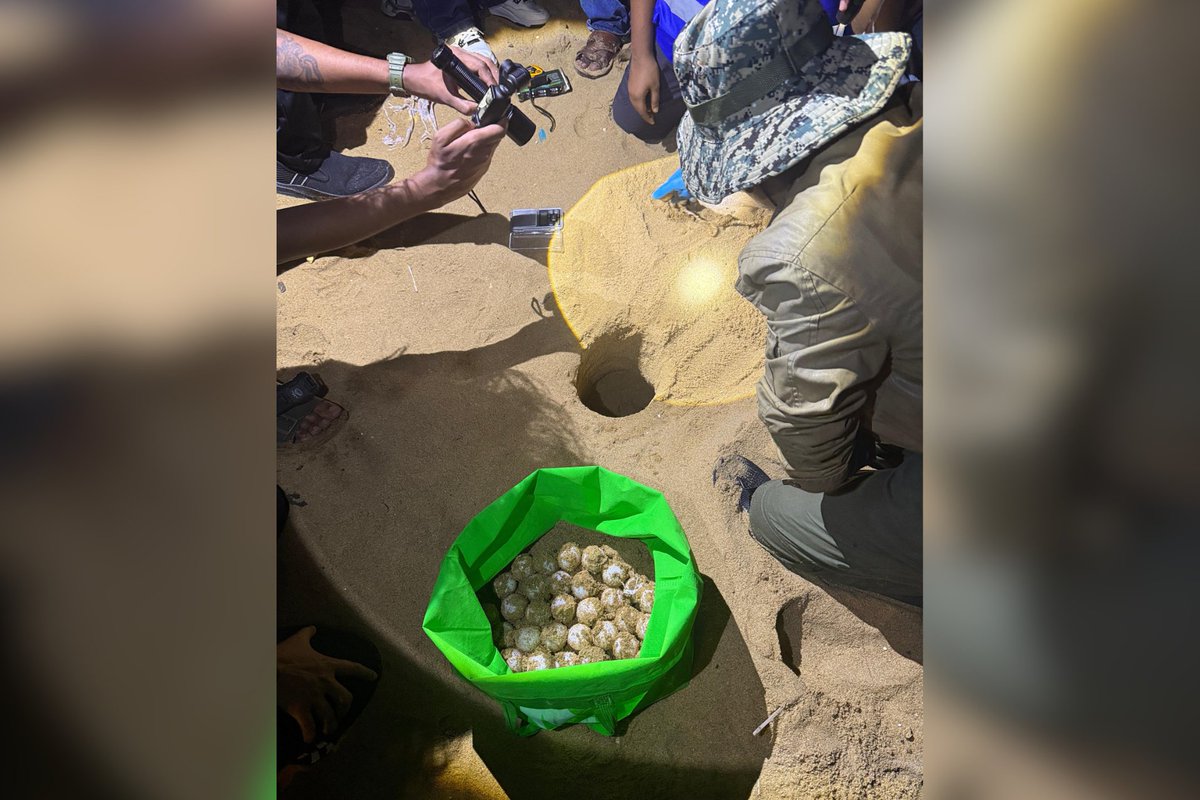 dimosrilanka's tweet photo. Turtle patrolling at Wellawatta Beach!
The DIMO Nature Club marked the end of the nesting season with hatchling releases and a rare Olive Ridley sighting, reinforcing the importance of protecting marine life and responsible waste management.
#DIMO #DIMONatureClub #DIMOTribe #TurtleConservation #ProtectOurPlanet