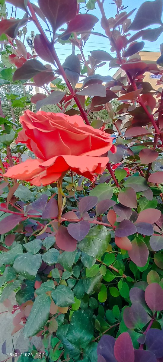 ☫ آرسو ☫ tweet media