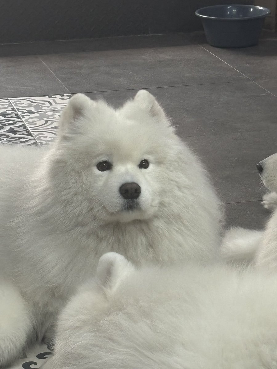 https_hyuckie's tweet photo. at a samoyed cafe https://t.co/zazmqF46XI
