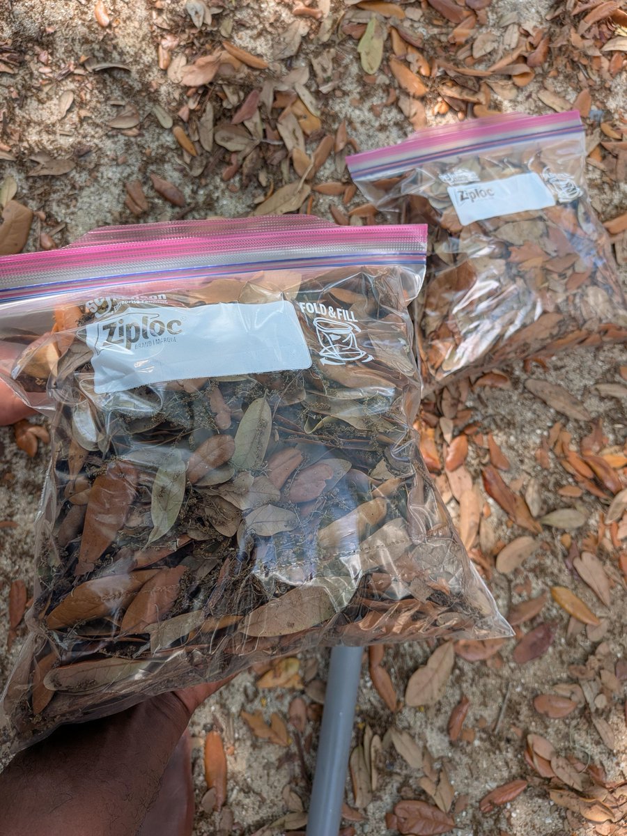 NguynLm165327's tweet image. Where's the best place to sell Florida Live Oak leaves for isopod keepers?
#SnakeLife #Relax