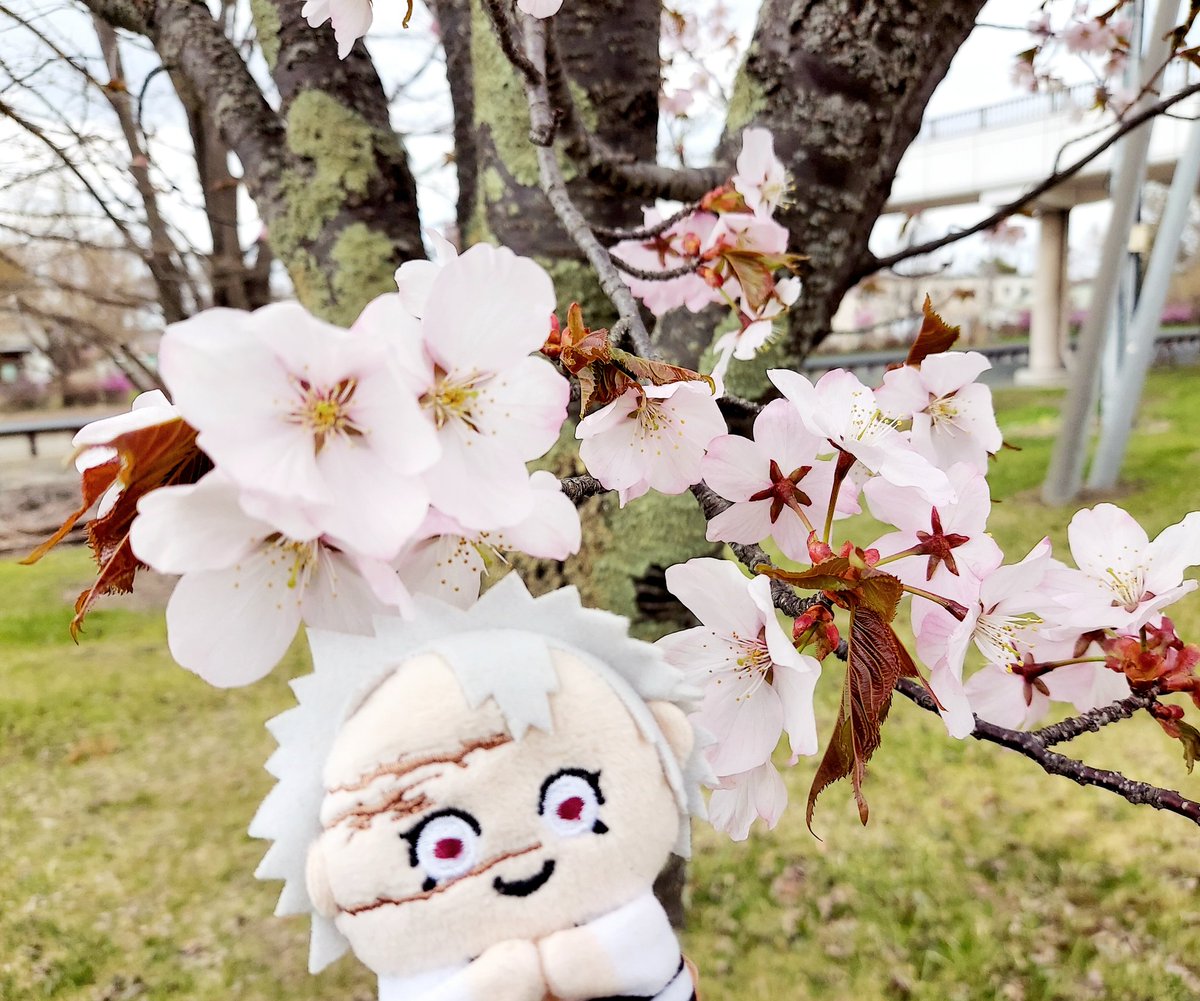 桜きた🌸
