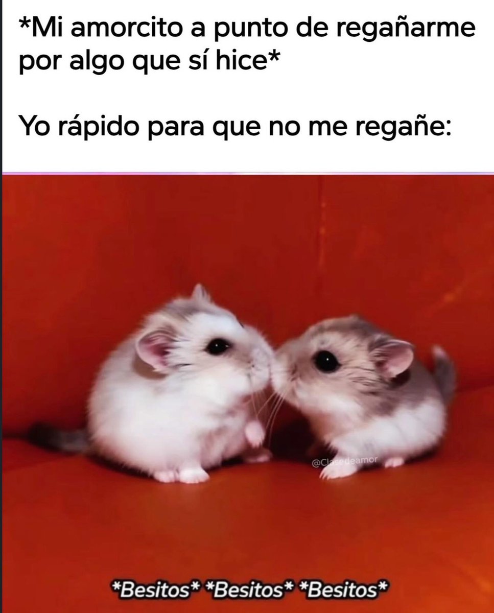 Mundo de Bigotes (@mundodebigotes) on Twitter photo 