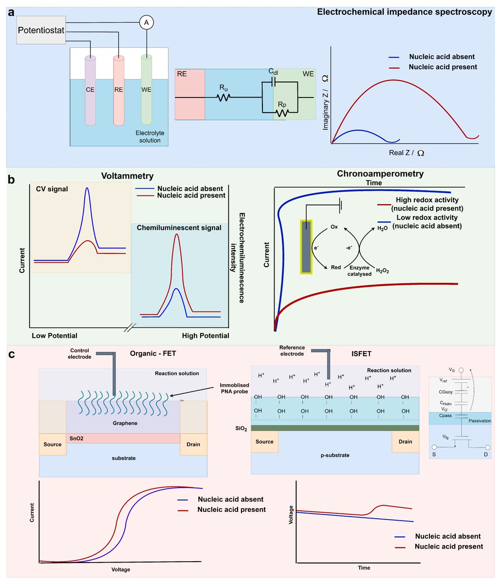 Biosensors_MDPI's tweet image. 📣Call for Reading:

#Review

Recent Electrochemical Advancements for Liquid-Biopsy Nucleic Acid Detection for Point-of-Care Prostate Cancer Diagnostics and Prognostics

By Joseph Broomfield, et al.

mdpi.com/2079-6374/14/9…

#electrochemical #FET #biosensor #open_access