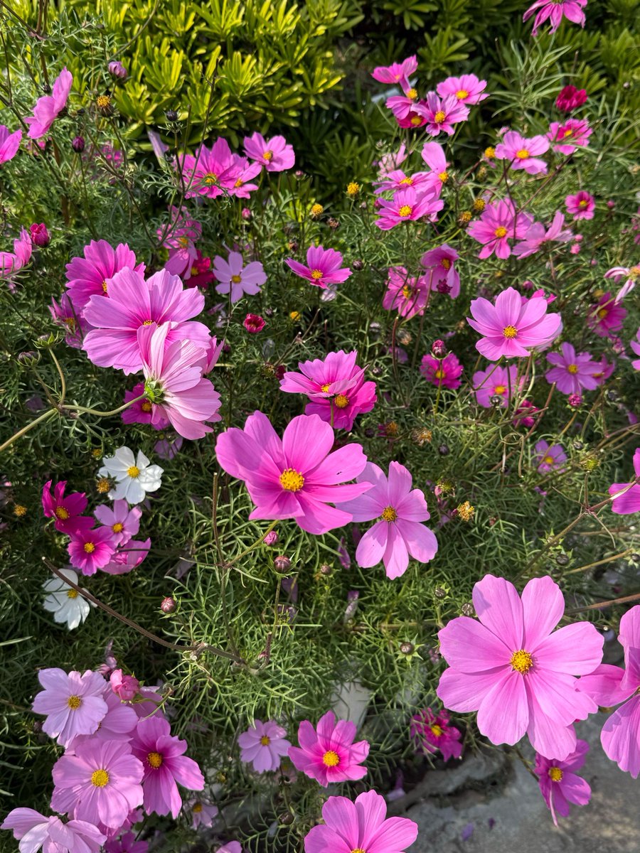 Dominika Stunża tweet media