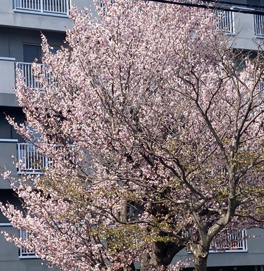 OLeeveh's tweet photo. 自宅前の道路脇の様子。
枝を取り囲むエゾヤマザクラ。花壇に腰を据える芝桜。

そして開花目前のチューリップ。
入学式の記念写真を撮るとき、おかあさんに晴れ着を着せられた子どもがお澄ましして立っているといった風情。

ピカピカのチューリップになる直前、たどたどしさの残る口調では｢チューリップ｣と言えず、
｢ボク、ピープップでし！(｀・∀・´)｣
と名乗る姿を想像して頬が緩む十勝の午後。

#北海道
#十勝
#帯広
#春