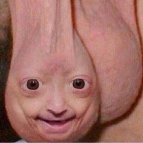 frednuds tweet media