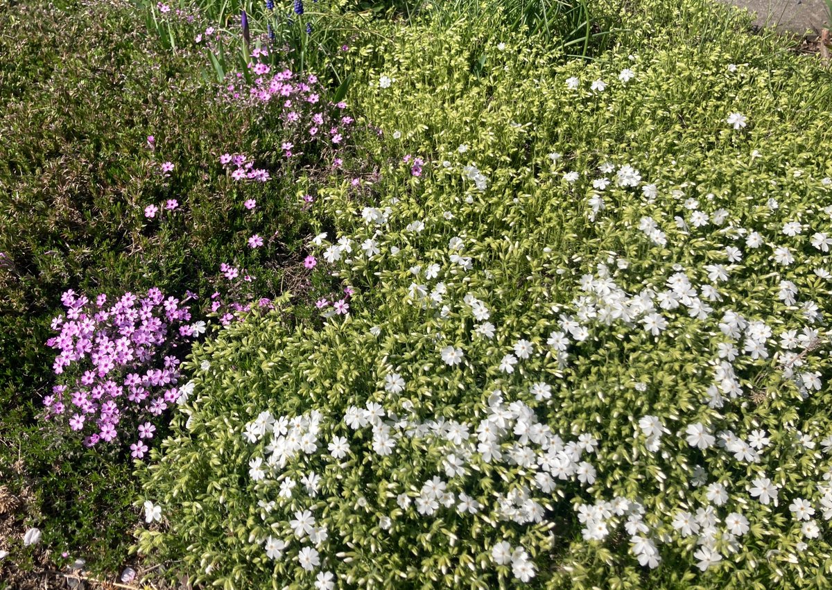 OLeeveh's tweet photo. 自宅前の道路脇の様子。
枝を取り囲むエゾヤマザクラ。花壇に腰を据える芝桜。

そして開花目前のチューリップ。
入学式の記念写真を撮るとき、おかあさんに晴れ着を着せられた子どもがお澄ましして立っているといった風情。

ピカピカのチューリップになる直前、たどたどしさの残る口調では｢チューリップ｣と言えず、
｢ボク、ピープップでし！(｀・∀・´)｣
と名乗る姿を想像して頬が緩む十勝の午後。

#北海道
#十勝
#帯広
#春