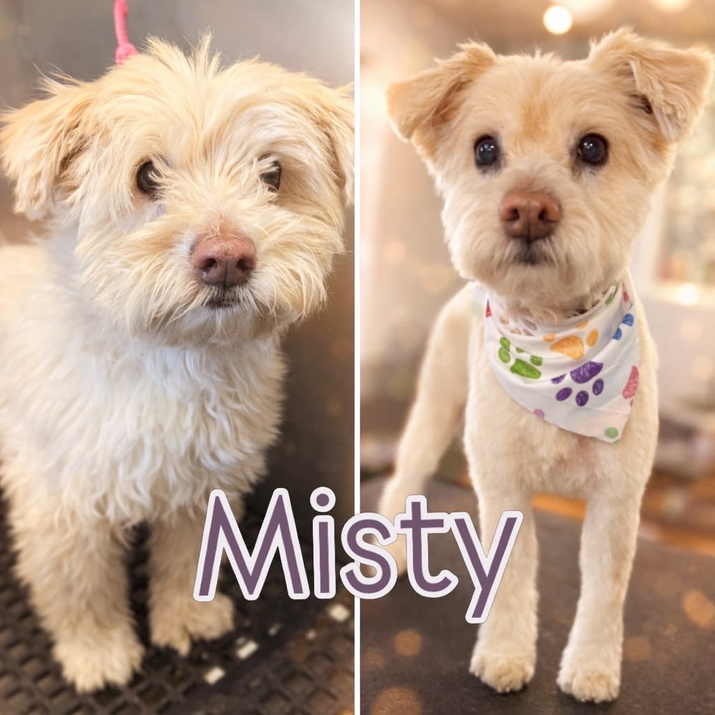 dapperles's tweet image. this coming up when i search post rescue misty #truth
