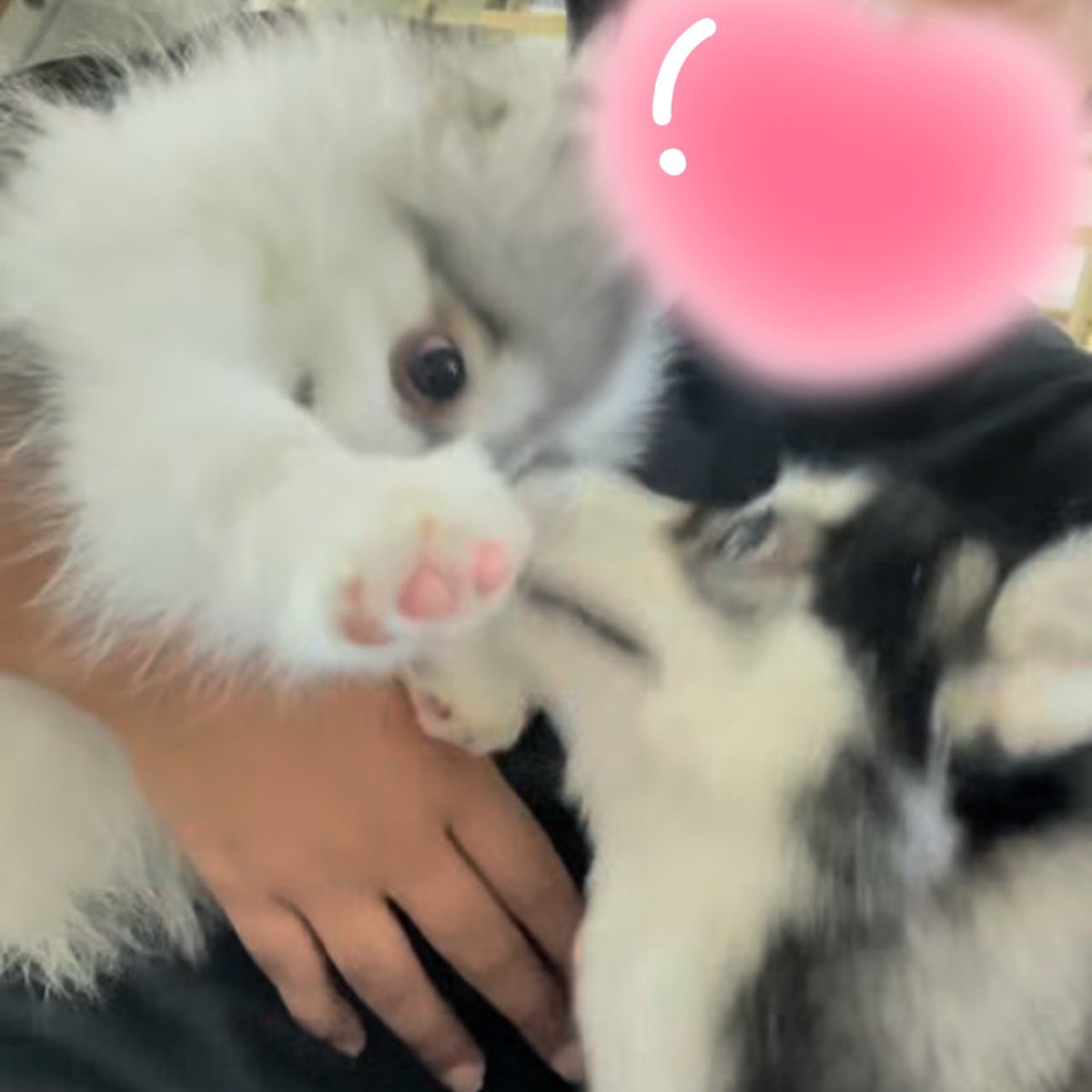 aya_bn_fp_23's tweet photo. coby🐶wendy

かわいー♥️

#Noeulnuttarat 
#princesswendy #princecoby https://t.co/m8sbG9FEjg