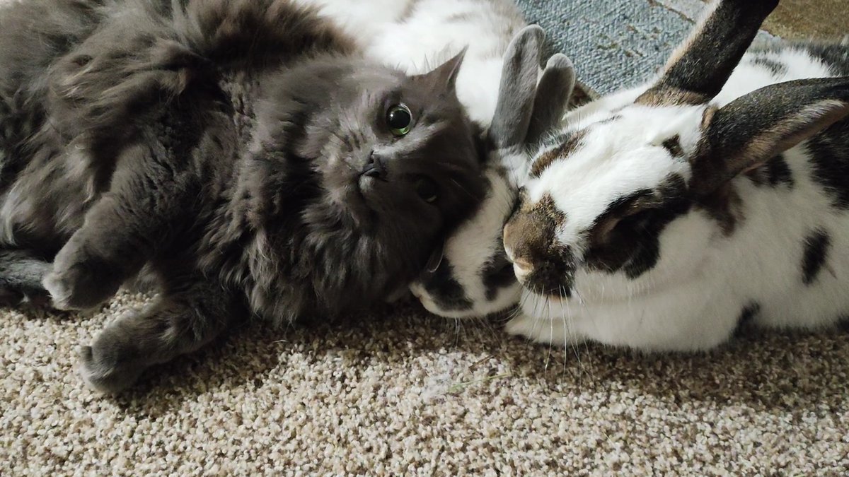 Princess Sephiroth 🍉 tweet media