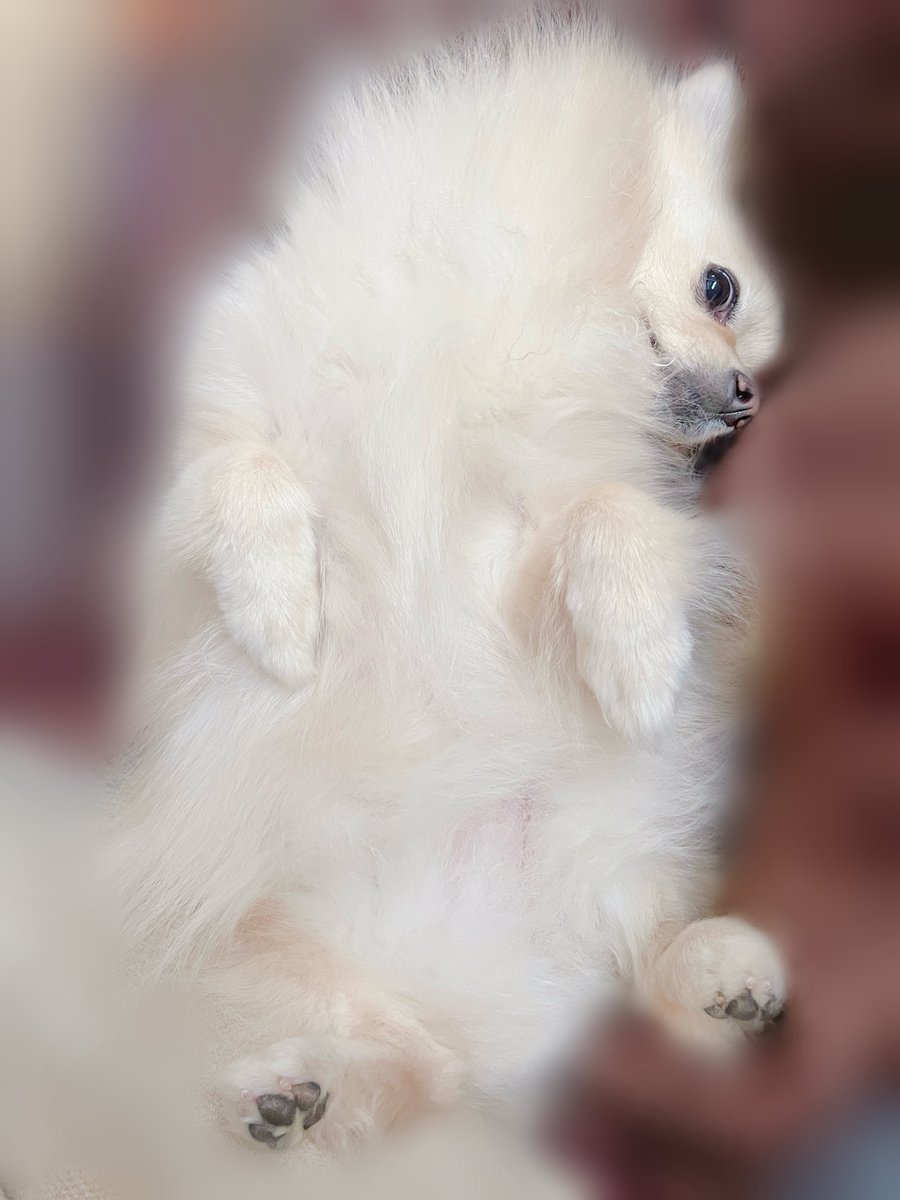 okomechan1017's tweet image. 2026.04.29
目力が強すぎる👁️ｺｯﾁﾐﾝﾅ

#犬のいる暮らし
#犬のいる生活 
#ポメラニアン