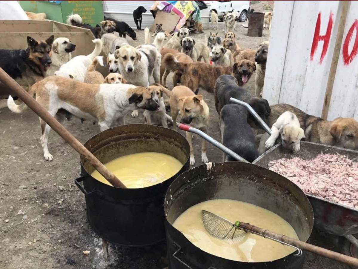Çaresizce hangisine yeter ki diye çabalıyorum. Çok çok yalnız kaldım . Son çırpınışlar belki ama onlardan vazgeçmeyeceğim. Gücümün sonuna kadar mücadele edeceğim. Bir kilo mama sadece 40 tl. 15 kg 600 tl. İstediğiniz ölçüde bağış yapabilirsiniz. Kredi kartı ilede bağış mümkün.