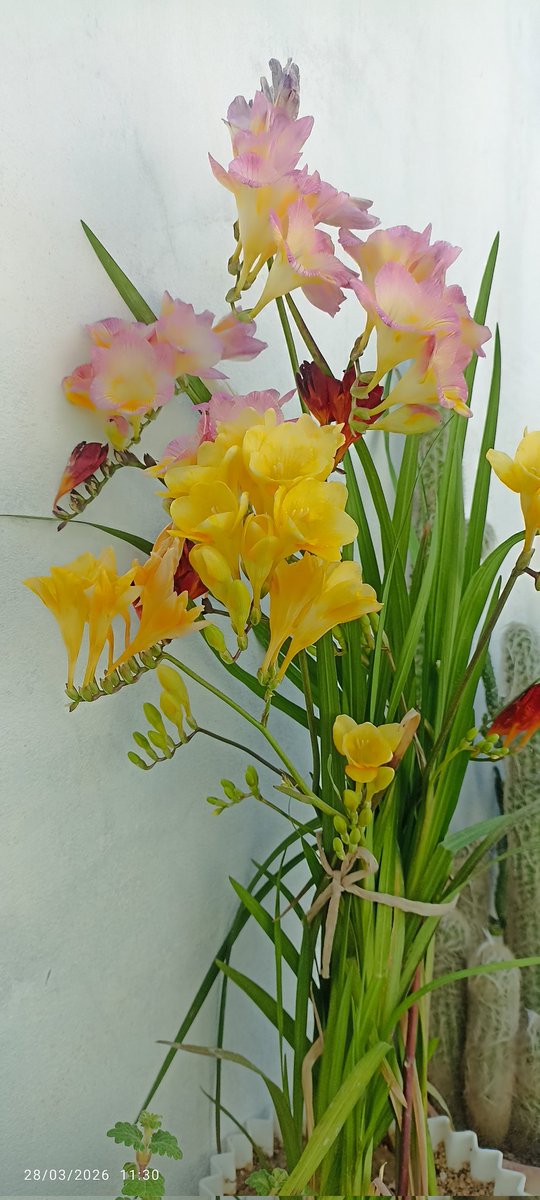 ☫ آرسو ☫ tweet media