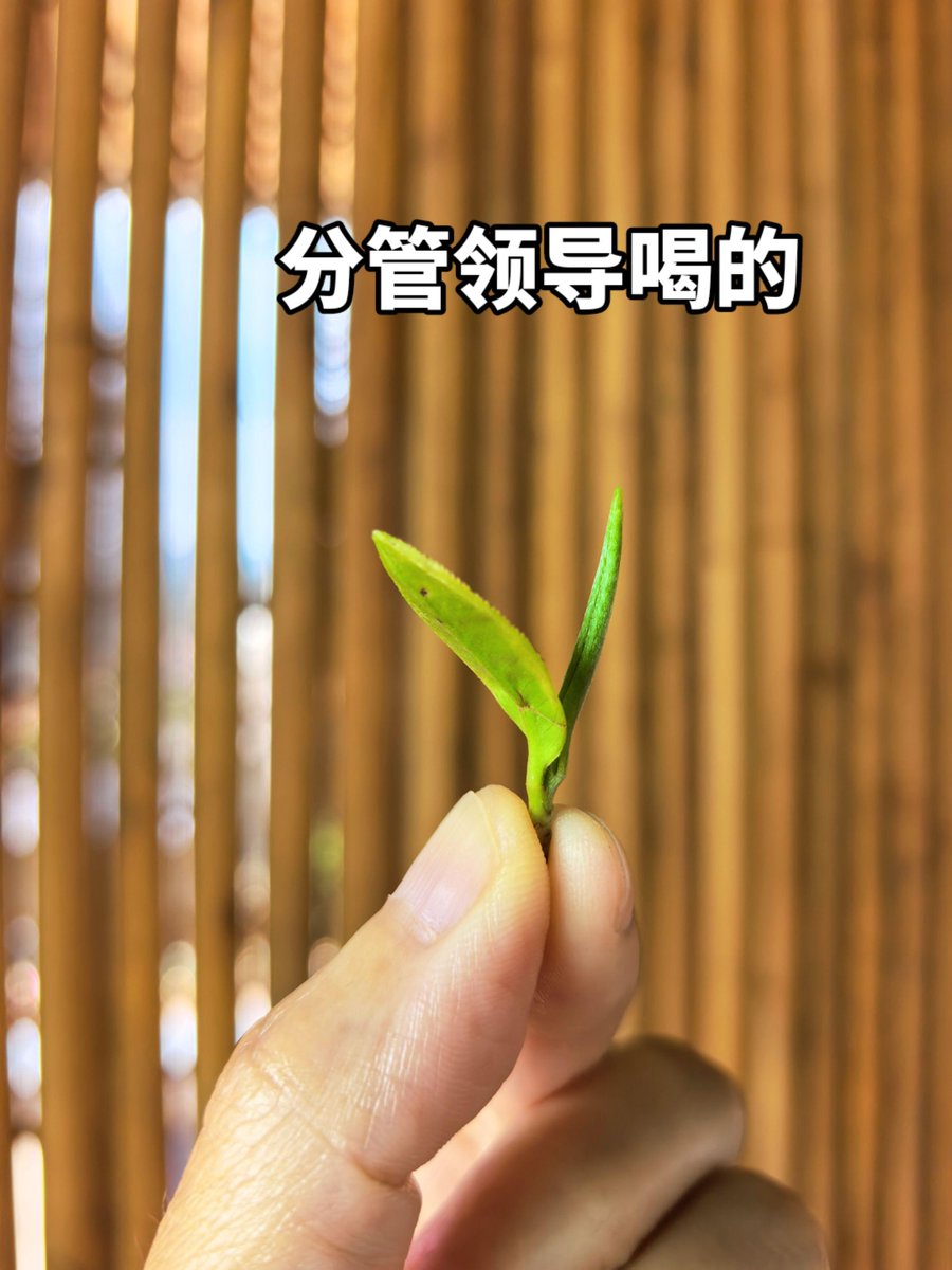 Annie 所长 tweet media