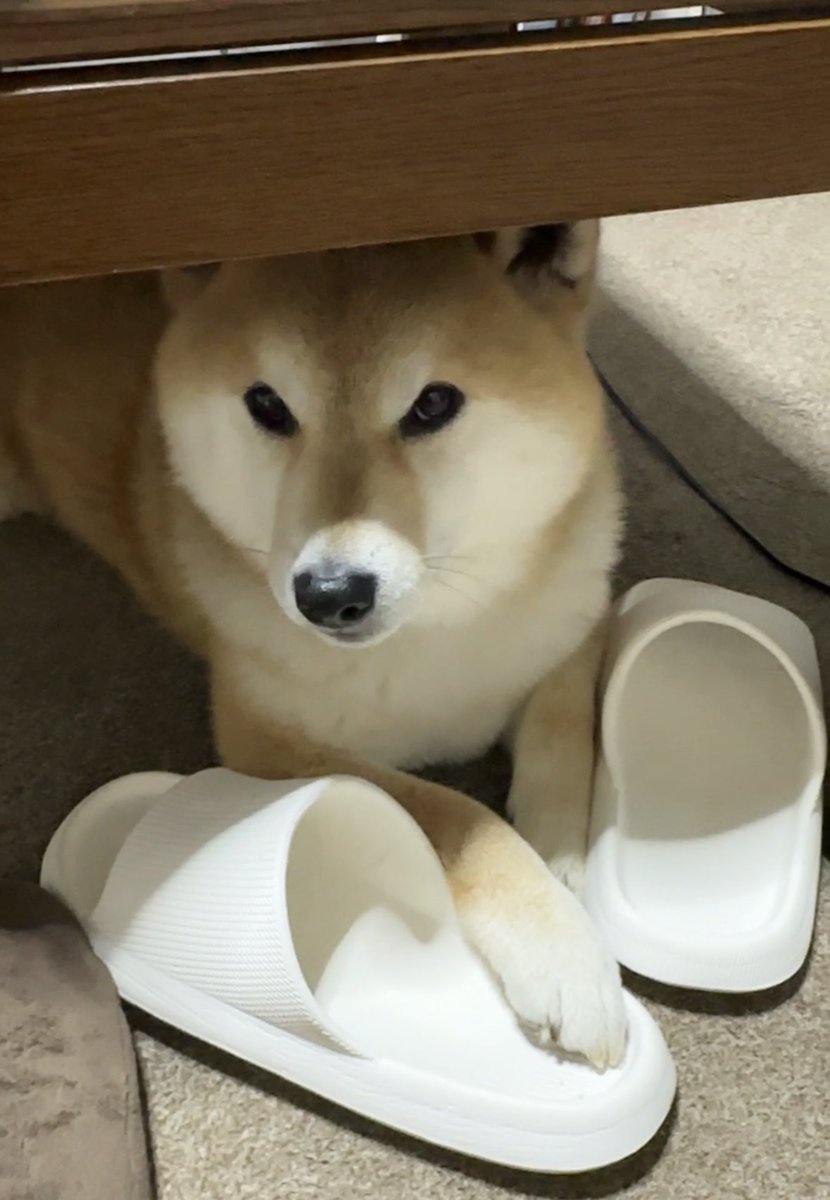 豆柴のそらまめ隊長 tweet media