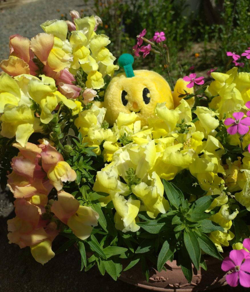 FromKibitan's tweet image. ボクはここにいたよ！みんな見つけられたかな？
#福島県　#Fukushima #Japan #キビタン #福島県公式キャラクター #キンギョソウ #キビタンを探せ