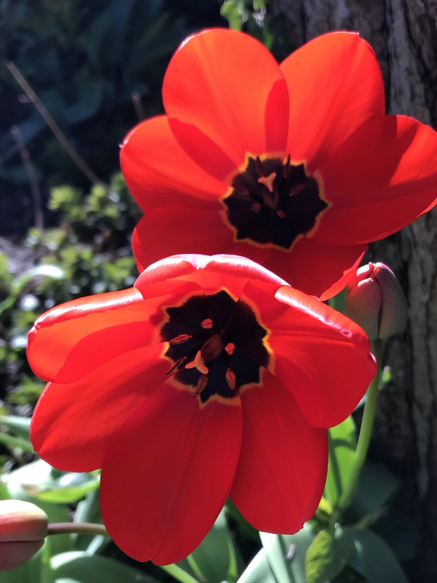 melanie_mjk's tweet image. Sunshine &amp;amp; Tulips to start the day &amp;amp; to wish everyone a bright &amp;amp; beautiful Thursday! 🌞🌺🌷 #Thursdaythoughts #Thursdayvibes #Springflowers #Gardenflowers