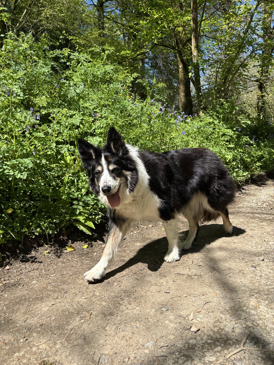 Puppy Bess and Auntie Kes tweet media